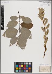 Foto von Salix caprea L.